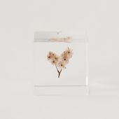 Sola cube/サマーチェリー