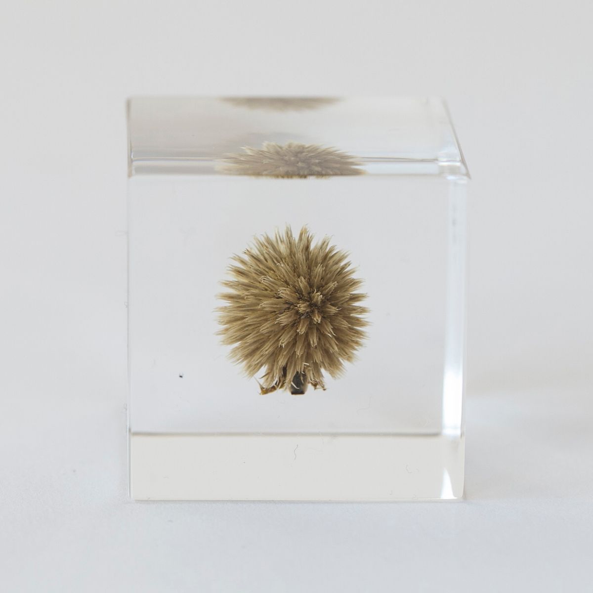 Sola cube/ルリタマアザミ