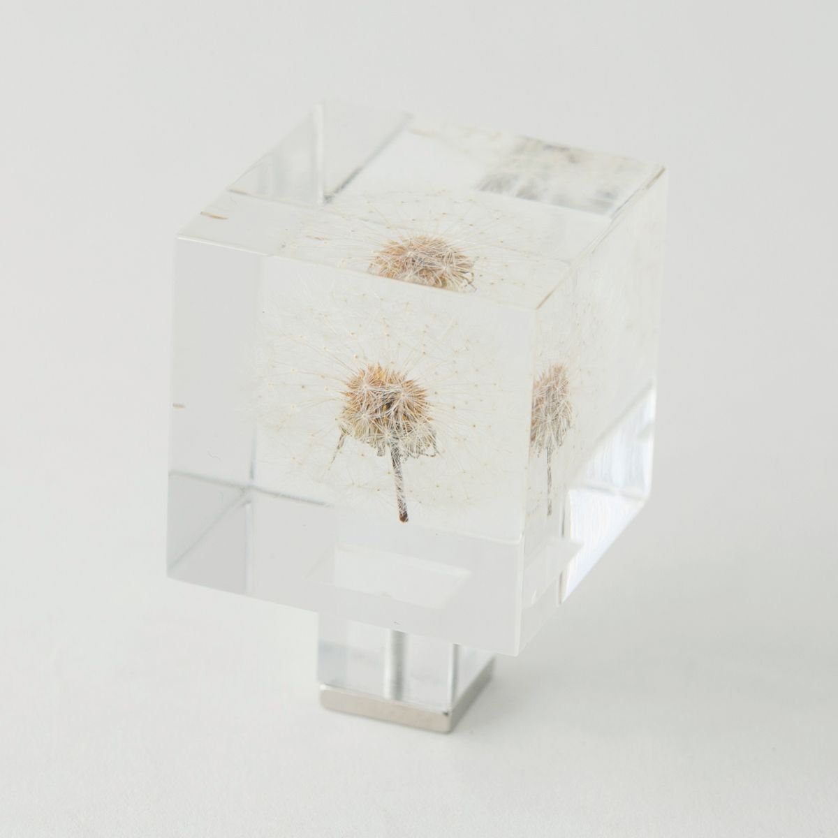 Sola cube/Magnet タンポポ