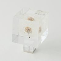 Sola cube/Magnet タンポポ