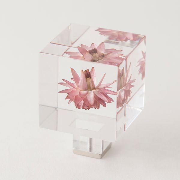 Sola cube/Magnet カイガラソウ -マグネット付きSola cubeで、壁に
