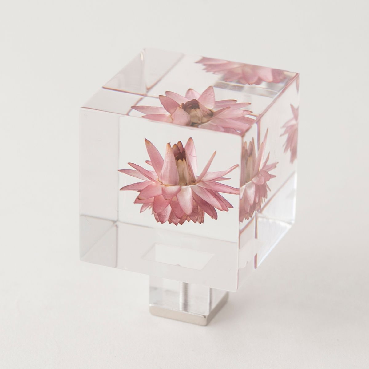 Sola cube/Magnet カイガラソウ