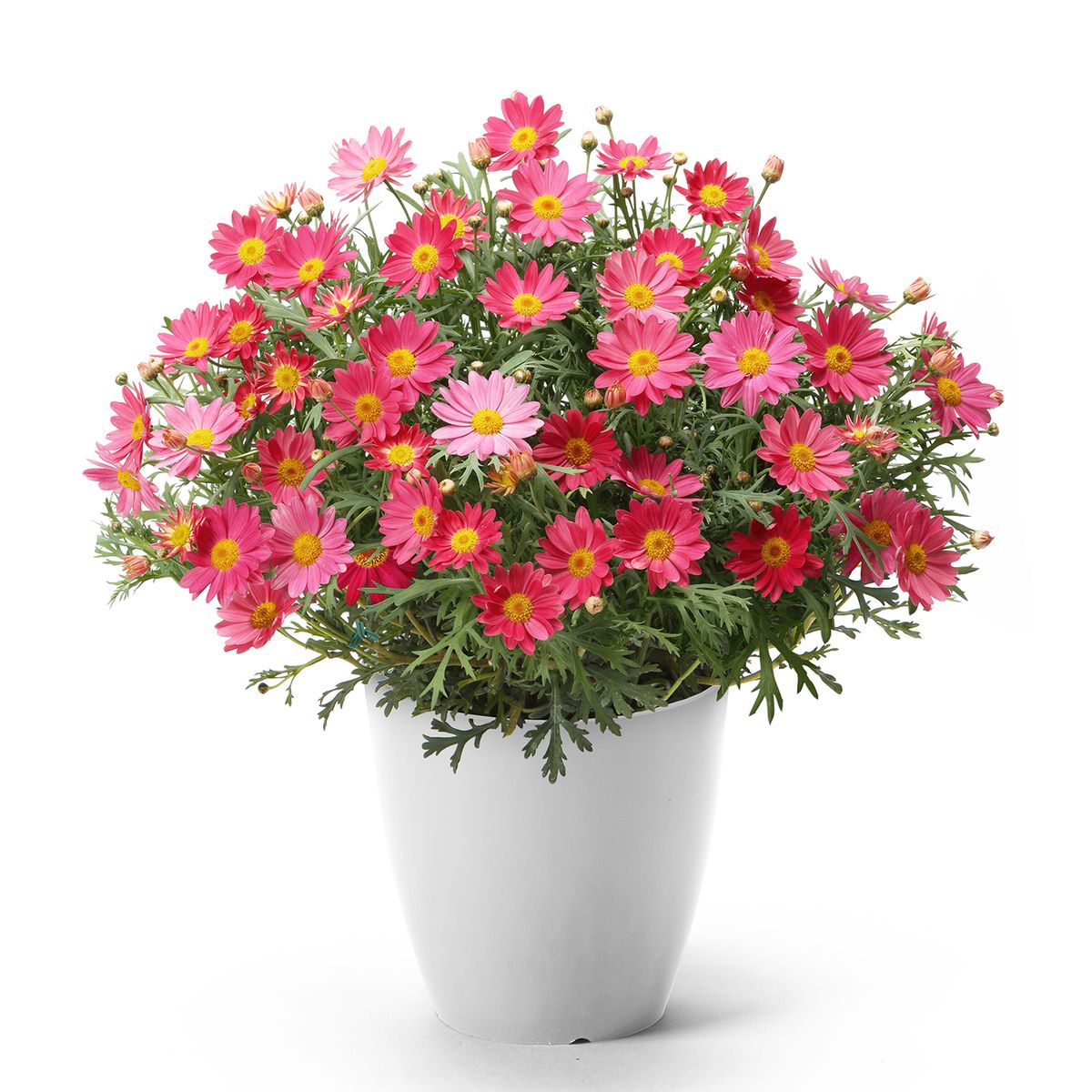 【5/5-10着（着日指定不可）】色変わりマーガレット・シンプリーコーラル