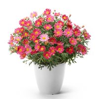 【5/5-10着（着日指定不可）】色変わりマーガレット・シンプリーコーラル