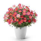 【5/5-10着（着日指定不可）】色変わりマーガレット・シンプリーコーラル