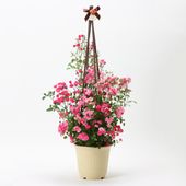 【5/5-10着（着日指定不可）】世界最小のバラ・ミニチュアローズ