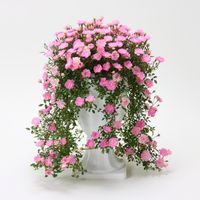 【5/9‐14着（着日指定不可）】キャスケードローズ・プリンセスピーチ