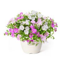 【5/5-10着（着日指定不可）】さくらさくら