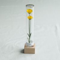 クリサンセマム