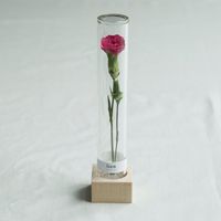 カーネーション